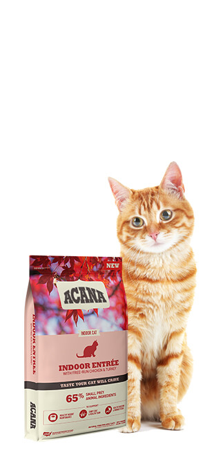 hrana za macke prodaja