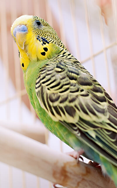 sve za ptice online prodaja