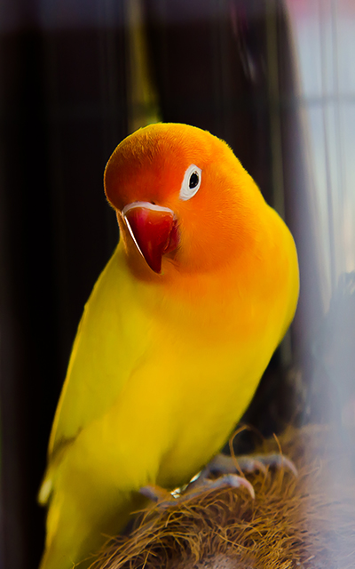 sve za ptice online prodaja