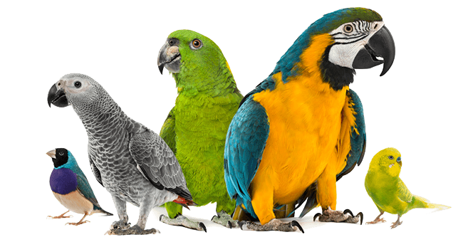 sve za ptice online prodaja