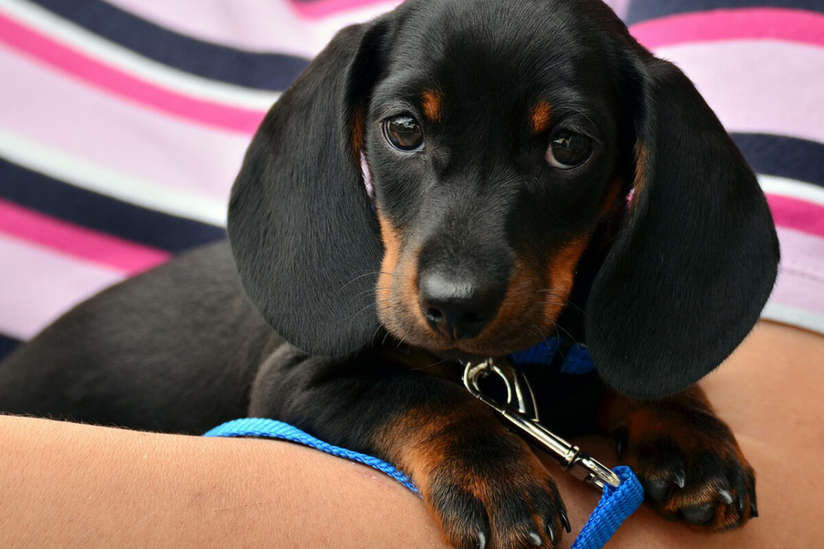 oprema za pse saveti