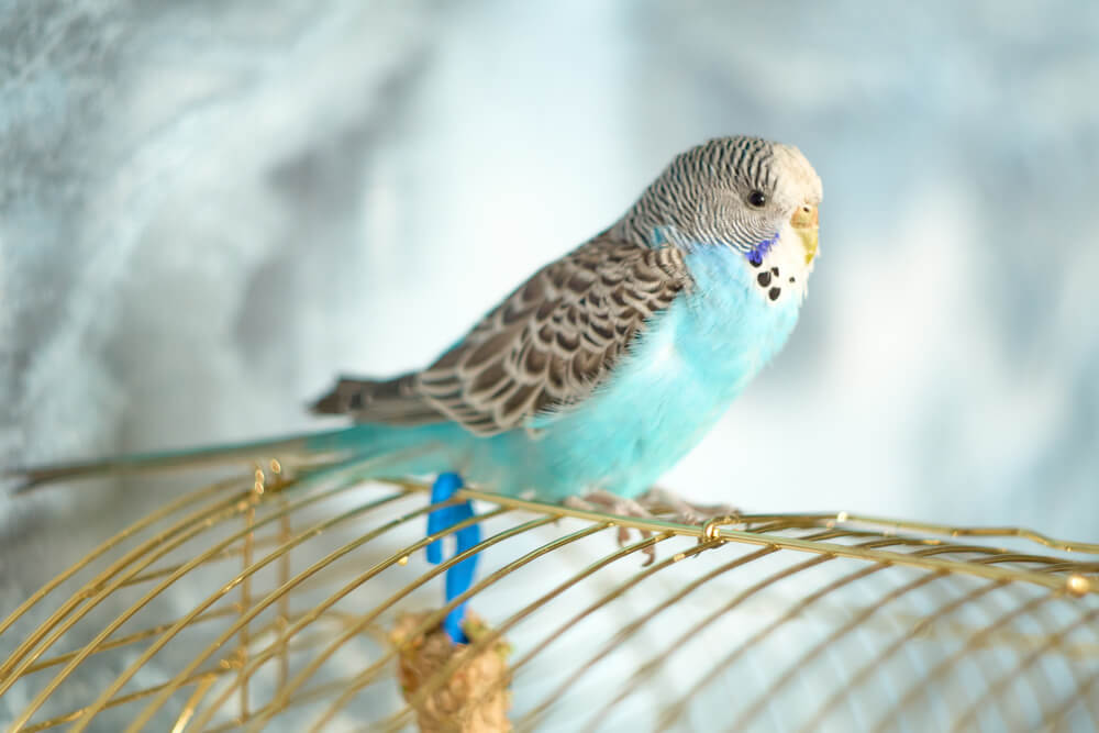 Ptice kao kućni ljubimci