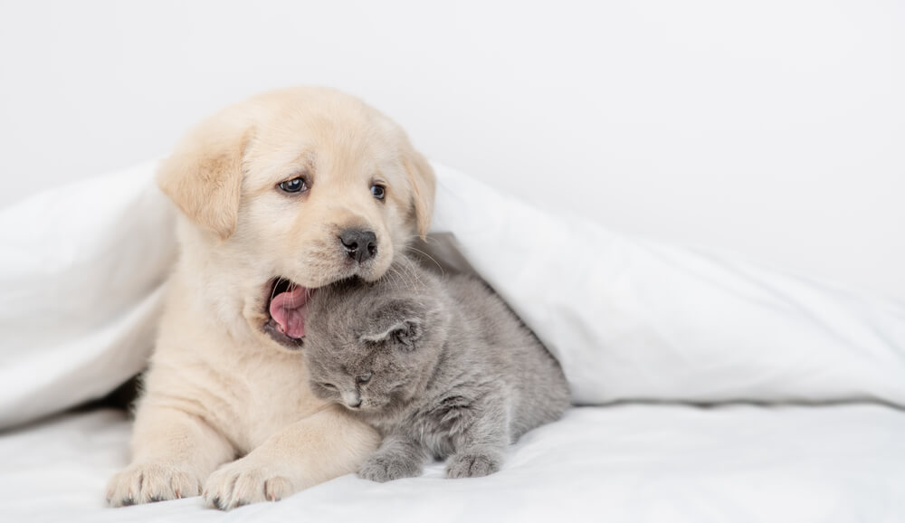 Sterilizacija pasa i mačaka